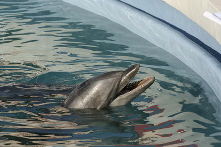 exclusivitate cum ii cheama pe delfini in limba romana ni ni fetita pei pei bebelus chen chen rasarit exclusivitate cum ii cheama pe delfini in limba romana ni ni fetita pei pei bebelus chen chen rasarit