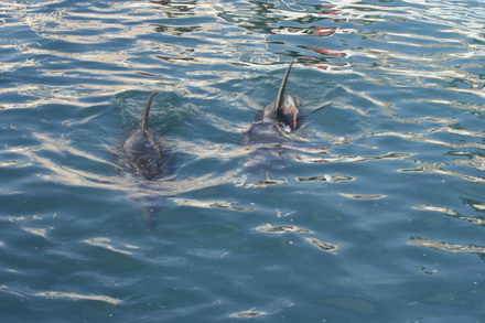 exclusivitate cum ii cheama pe delfini in limba romana ni ni fetita pei pei bebelus chen chen rasarit exclusivitate cum ii cheama pe delfini in limba romana ni ni fetita pei pei bebelus chen chen rasarit