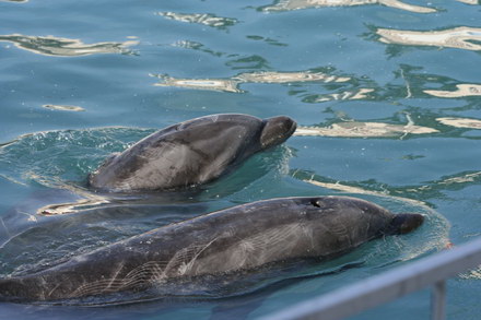 exclusivitate cum ii cheama pe delfini in limba romana ni ni fetita pei pei bebelus chen chen rasarit exclusivitate cum ii cheama pe delfini in limba romana ni ni fetita pei pei bebelus chen chen rasarit