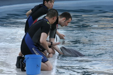 exclusivitate cum ii cheama pe delfini in limba romana ni ni fetita pei pei bebelus chen chen rasarit exclusivitate cum ii cheama pe delfini in limba romana ni ni fetita pei pei bebelus chen chen rasarit