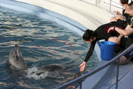 exclusivitate cum ii cheama pe delfini in limba romana ni ni fetita pei pei bebelus chen chen rasarit exclusivitate cum ii cheama pe delfini in limba romana ni ni fetita pei pei bebelus chen chen rasarit