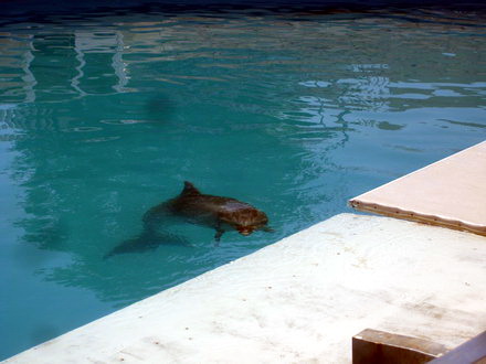 o viitoare poveste de dragoste intre pei pei si ni ni galerie foto 89346 288575 o viitoare poveste de dragoste intre pei pei si ni ni galerie foto 89346 288575