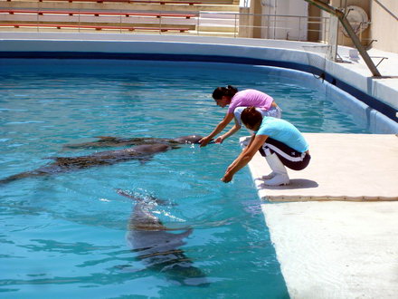 o viitoare poveste de dragoste intre pei pei si ni ni galerie foto 89346 288575 o viitoare poveste de dragoste intre pei pei si ni ni galerie foto 89346 288575