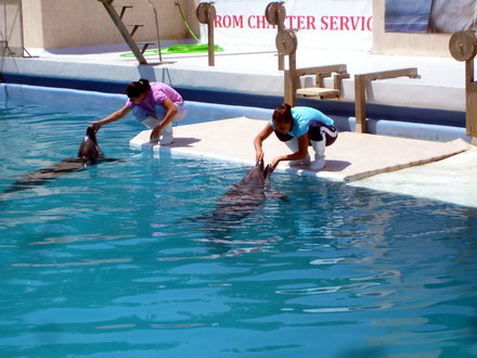 o viitoare poveste de dragoste intre pei pei si ni ni galerie foto 89346 288575 o viitoare poveste de dragoste intre pei pei si ni ni galerie foto 89346 288575