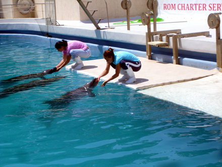 delfinariu_delfini_03.jpg