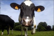 Saptamana Europeana a Veterinarilor protejarea sanatatii animalelor si asigurarea sigurantei alimentelor prin trasabilitate