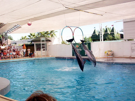delfinariu.jpg