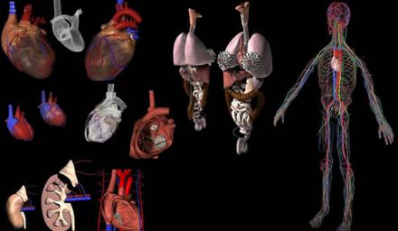 organe-inside.jpg