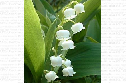 muguet.jpg