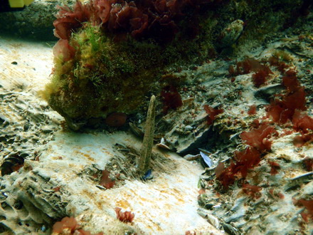 secretele marii epava descoperita de black sea wreck divers ar putea fi scoasa la suprafata galerie foto secretele marii epava descoperita de black sea wreck divers ar putea fi scoasa la suprafata galerie foto