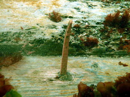 secretele marii epava descoperita de black sea wreck divers ar putea fi scoasa la suprafata galerie foto secretele marii epava descoperita de black sea wreck divers ar putea fi scoasa la suprafata galerie foto