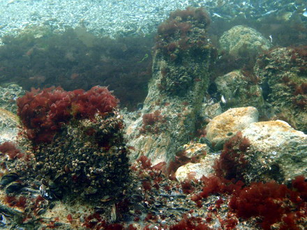 secretele marii epava descoperita de black sea wreck divers ar putea fi scoasa la suprafata galerie foto secretele marii epava descoperita de black sea wreck divers ar putea fi scoasa la suprafata galerie foto