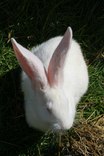 20 de iepuri albi noii vecini ai prefecturii galerie foto 83219 323278 20 de iepuri albi noii vecini ai prefecturii galerie foto 83219 323278