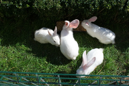 20 de iepuri albi noii vecini ai prefecturii galerie foto 83219 323278 20 de iepuri albi noii vecini ai prefecturii galerie foto 83219 323278