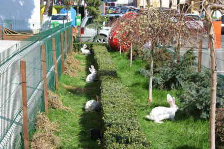 20 de iepuri albi noii vecini ai prefecturii galerie foto 83219 323278 20 de iepuri albi noii vecini ai prefecturii galerie foto 83219 323278