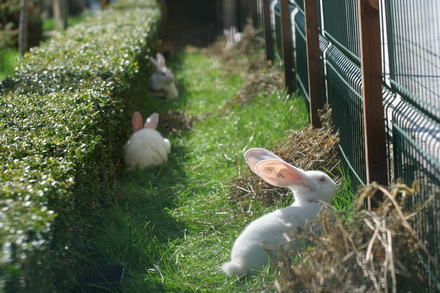 20 de iepuri albi noii vecini ai prefecturii galerie foto 83219 323278 20 de iepuri albi noii vecini ai prefecturii galerie foto 83219 323278