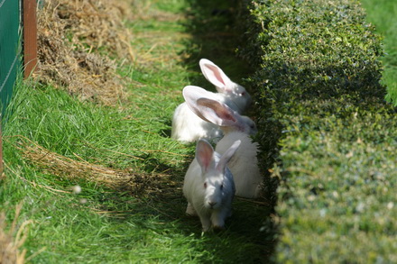 20 de iepuri albi noii vecini ai prefecturii galerie foto 83219 323278 20 de iepuri albi noii vecini ai prefecturii galerie foto 83219 323278