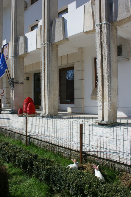 20 de iepuri albi noii vecini ai prefecturii galerie foto 83219 323278 20 de iepuri albi noii vecini ai prefecturii galerie foto 83219 323278