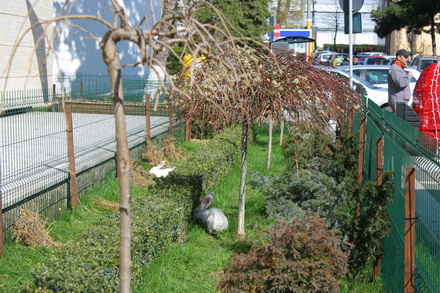 20 de iepuri albi noii vecini ai prefecturii galerie foto 83219 323278 20 de iepuri albi noii vecini ai prefecturii galerie foto 83219 323278