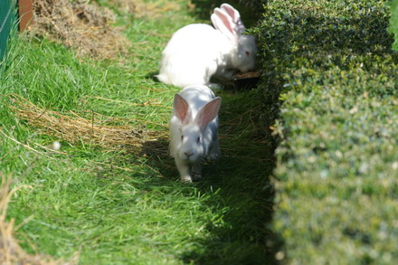 20 de iepuri albi noii vecini ai prefecturii galerie foto 83219 323278 20 de iepuri albi noii vecini ai prefecturii galerie foto 83219 323278