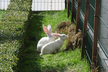 20 de iepuri albi noii vecini ai prefecturii galerie foto 83219 323278 20 de iepuri albi noii vecini ai prefecturii galerie foto 83219 323278