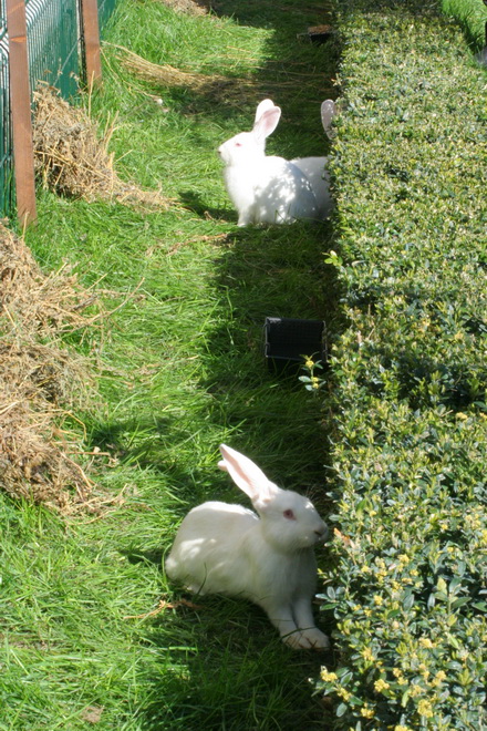 20 de iepuri albi noii vecini ai prefecturii galerie foto 83219 323278 20 de iepuri albi noii vecini ai prefecturii galerie foto 83219 323278