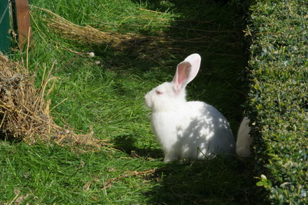 20 de iepuri albi noii vecini ai prefecturii galerie foto 83219 323278 20 de iepuri albi noii vecini ai prefecturii galerie foto 83219 323278