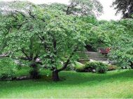 Gradini si miresme - secretele gradinii inmiresmate