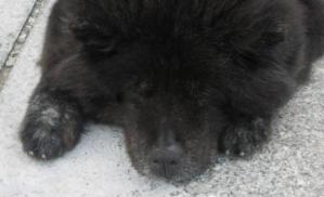 Un căţel harnic Se duce la piaţă, face curat şi duce gunoiul (video)