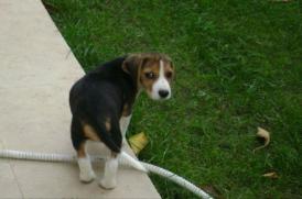 UPDATE Cele 39 de persoane trimise în judecată au fost achitate Disparut in timpul descinderilor