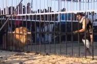 Un egiptean face pe gladiatorul în cuşca unui leu, pentru a redresa turismul ţării