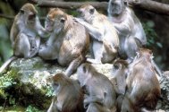 Un spital din India este terorizat de maimuţe