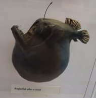 „Mă «topesc» în tine” sau dragostea la peştii undiţari