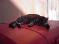 Concurs de mimă cu pisici