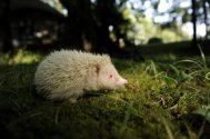 O raritate zoologică - ariciul albinos