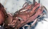 Durere de nedescris Un ţipar ajunge prin penisul unui chinez în vezica urinară, în timpul unui tratament balnear