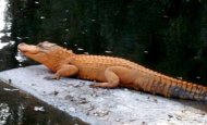 Iată singurul crocodil portocaliu din lume Vezi ce s-a întâmplat cu pielea reptilei