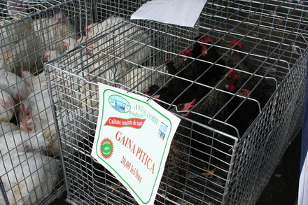 gospodinele si au aprovizionat camara zilele recoltei la navodari un real targ de toamna galerie foto gospodinele si au aprovizionat camara zilele recoltei la navodari un real targ de toamna galerie foto