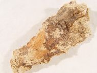 Pentru câteva ore, Papirusul va fi, nou nou, expus la Muzeul Callatis