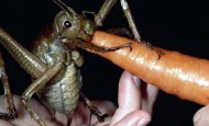 Cea mai mare insectă din lume mănâncă morcovi