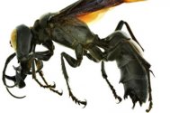 Insecte înfricoşătoare o viespe uriaşă a fost descoperită în Indonezia