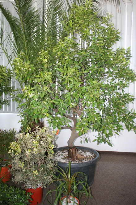 candidat la mandatul de primar cristian radu vrea primii turisti in mangalia de florii galerie foto 88120 candidat la mandatul de primar cristian radu vrea primii turisti in mangalia de florii galerie foto 88120