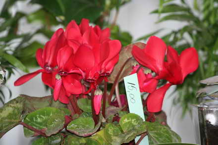 candidat la mandatul de primar cristian radu vrea primii turisti in mangalia de florii galerie foto 88120 candidat la mandatul de primar cristian radu vrea primii turisti in mangalia de florii galerie foto 88120