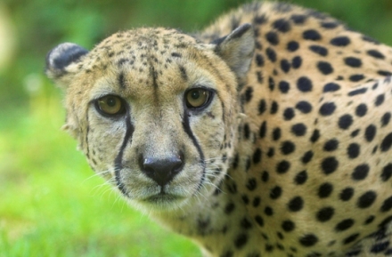 ghepard.jpg