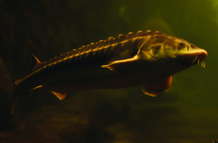 ce mananca piranha de la acvariul din constanta mere dulci galerie foto 28491 378409 ce mananca piranha de la acvariul din constanta mere dulci galerie foto 28491 378409