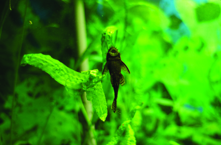 ce mananca piranha de la acvariul din constanta mere dulci galerie foto 28491 378409 ce mananca piranha de la acvariul din constanta mere dulci galerie foto 28491 378409