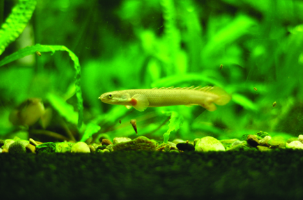 ce mananca piranha de la acvariul din constanta mere dulci galerie foto 28491 378409 ce mananca piranha de la acvariul din constanta mere dulci galerie foto 28491 378409