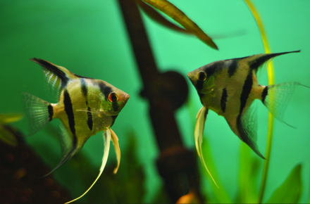 ce mananca piranha de la acvariul din constanta mere dulci galerie foto 28491 378409 ce mananca piranha de la acvariul din constanta mere dulci galerie foto 28491 378409