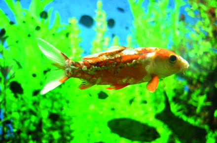 ce mananca piranha de la acvariul din constanta mere dulci galerie foto 28491 378409 ce mananca piranha de la acvariul din constanta mere dulci galerie foto 28491 378409