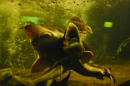 ce mananca piranha de la acvariul din constanta mere dulci galerie foto 28491 378409 ce mananca piranha de la acvariul din constanta mere dulci galerie foto 28491 378409